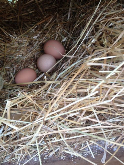 Kiaušiniai, Naminiai Paukščiai, Ekologiškas