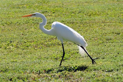 Egret, Paukštis, Laukinė Gamta, Florida