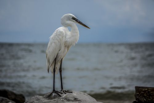 Egret, Balta Paukštis, Papludimys, Laukinė Gamta, Meksikos Įlanka