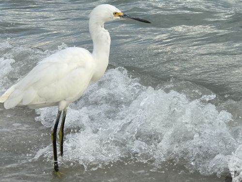 Egret, Paukštis, Paukščių Stebėjimas, Snieguotas, Laukinė Gamta, Kranto Linija, Gamtos Fotografija