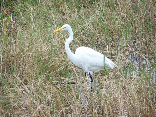 Egret, Paukštis, Puiku, Didelis, Sulaikymas, Balta, Pelkės, Fauna, Laukinė Gamta, Gamta, Aves, Paukštis, Avifauna