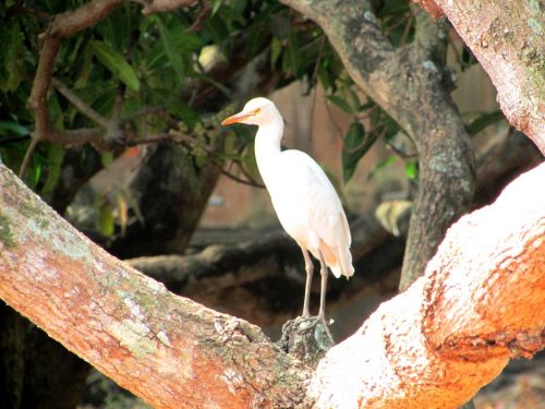 Egret, Dharwad, Indija, Paukštis, Skristi, Sparnai, Plunksna, Laukinė Gamta, Snapas, Laukiniai, Laisvė, Lauke, Paukštis, Didingas, Padaras, Dykuma, Gamta, Žinduolis, Stuburas, Gyvūnas