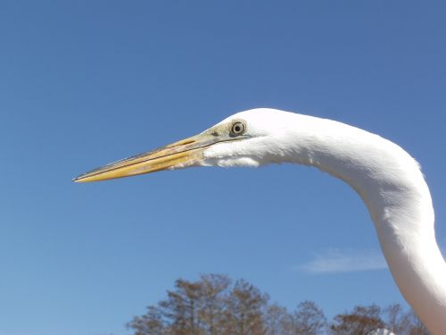 Egret, Balta Paukštis, Vandens Paukštis, Paukštis, Paukščio Galvą, Snapas, Dangus, Gamta, Avionas, Laukinė Gamta, Didžioji Balta Egret, Florida