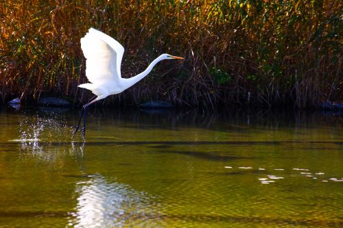 Egret, Stovintis, Taikos Parkas