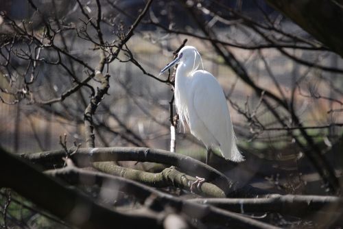 Egret, Ešeriai, Lauke, Balta, Paukštis, Skristi, Sparnai, Plunksna, Laukinė Gamta, Snapas, Laukiniai, Laisvė, Lauke, Paukštis, Didingas, Padaras, Dykuma, Gamta, Žinduolis, Stuburas, Gyvūnas