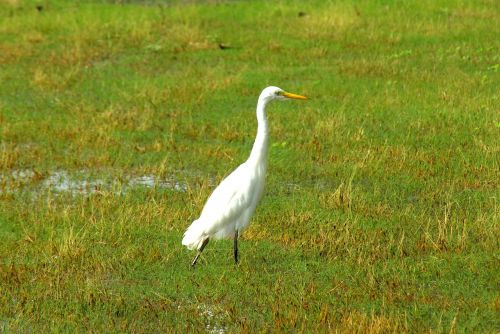 Egret, Balta, Paukštis, Elegantiškas, Gyvūnas, Kaklas, Natūralus, Vandens Paukštis, Laukinė Gamta, Gamta