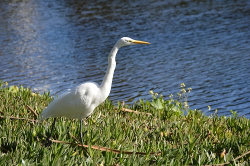 Egret, Balta, Paukštis, Paukštis