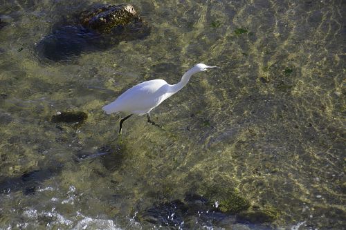 Egret,  Laukinės Gamtos Paukštis,  Wader,  Gyvūnas,  Vanduo,  Žvejyba,  Ornitologija