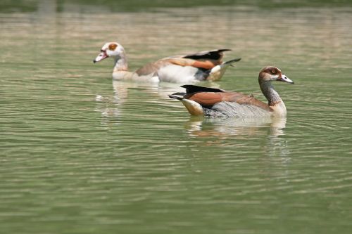 Tvenkinys,  Vanduo,  Egipto & Nbsp,  Žąsys,  Nulis & Nbsp,  Žąsys,  Anatidae,  Paukščiai,  Paukštis,  Ruda,  Pilka,  Akių & Nbsp,  Pleistrai,  Egipto Žąsys Ant Vandens