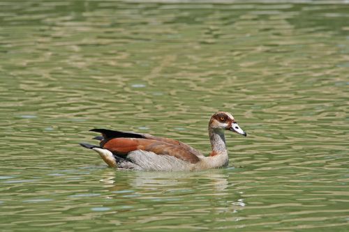 Tvenkinys,  Vanduo,  Egipto & Nbsp,  Žąsis,  Nulis & Nbsp,  Žąsis,  Anatidae,  Paukščiai,  Paukštis,  Ruda,  Pilka,  Akių & Nbsp,  Pleistrai,  Egipto Žąsis Ant Tvenkinio