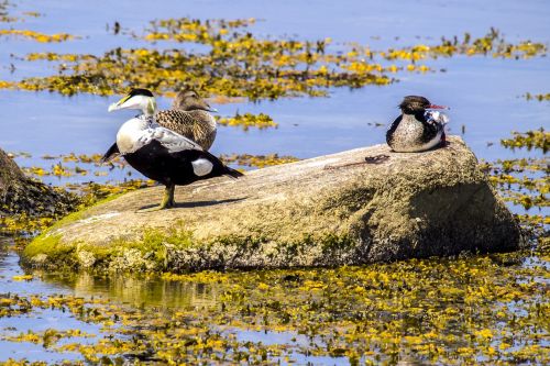 Eider, Antis, Paukštis, Vandens Paukštis, Gamta, Gyvūnas