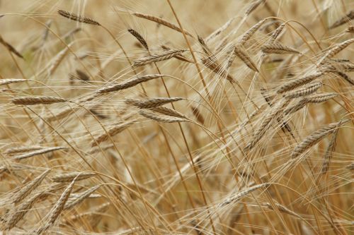 Einkorn, Grūdai, Laukas, Einkorn Kviečiai, Gamta, Maistas, Žemdirbystė, Javai, Sveikas, Augalas, Natūralus, Kaimas, Žemės Ūkio Paskirties Žemė, Šalis, Mityba, Sėkla