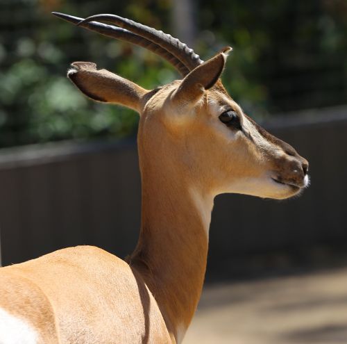 Eland, Zoologijos Sodas, Tragelaphus Oryx
