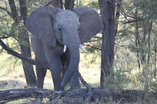 Dramblys, Afrika, Safari, Serengeti