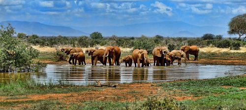 Dramblys, Laistymo Anga, Safari, Afrika, Pietų Afrika, Gamta, Laukinė Gamta, Gyvūnų Pasaulis, Vandens Skylė