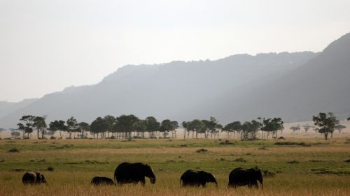 Dramblys, Afrika, Safari, Šeima, Gyvūnai