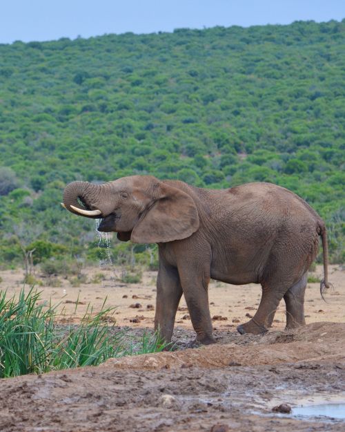 Dramblys, Pietų Afrika, Addo Nacionalinis Parkas