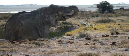 Dramblys, Etosha, Namibija