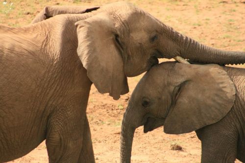 Dramblys, Afrika, Laukiniai, Safari, Gamta, Žinduolis, Gyvūnas, Bagažinė