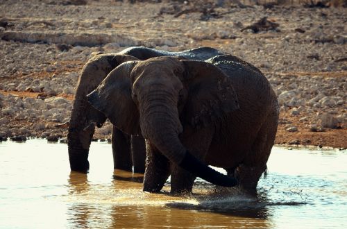 Dramblys, Grupė, Šeima, Proboscis, Laukiniai Gyvūnai, Afrika, Žinduoliai, Dangus, Gamta, Sausra, Pachyderm, Gyvūnai, Brosmė, Safari, Vandens Skylė, Plaukti, Gerti, Vasara, Nacionalinis Parkas, Namibija, Etosha, Dykuma, Didingas, Didelis, Pasididžiavimas, Poilsis, Savana, Kraštovaizdis