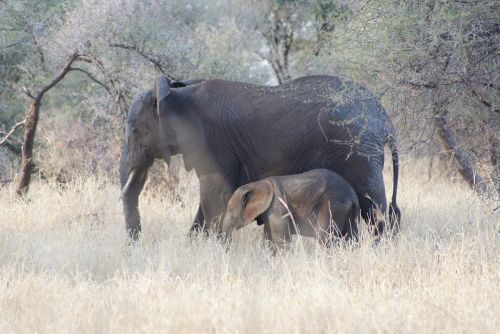 Dramblys, Kūdikis, Mama, Afrika, Bagažinė, Laukiniai, Didelis, Safari