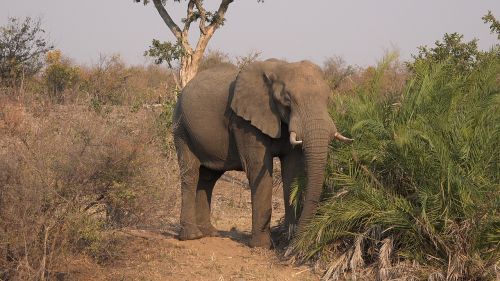 Dramblys, Savana, Afrika