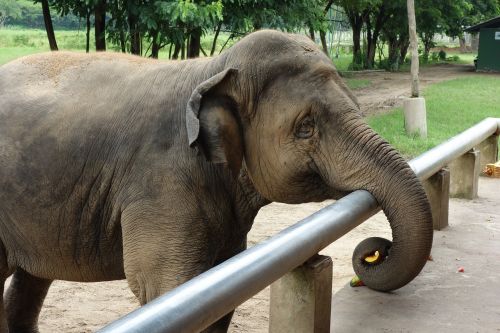 Dramblys, Tailandas, Dramblio Gamtos Parkas