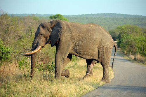 Dramblys, Kruger Parkas, Pietų Afrika, Gamta, Laukinė Gamta, Didelis Dydis, Varpą