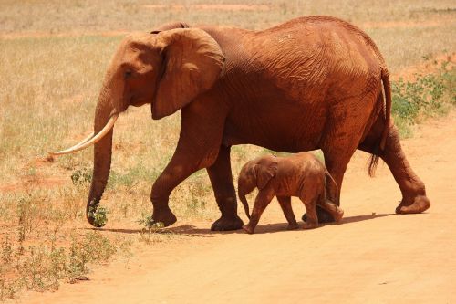 Dramblys, Cub, Tsavo, Kenya, Savanna