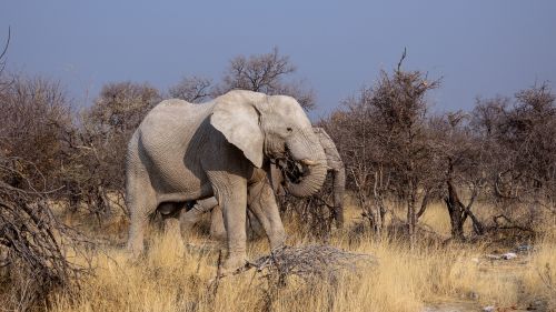 Dramblys, Botsvana, Safari, Sausra, Gyvūnai, Afrika