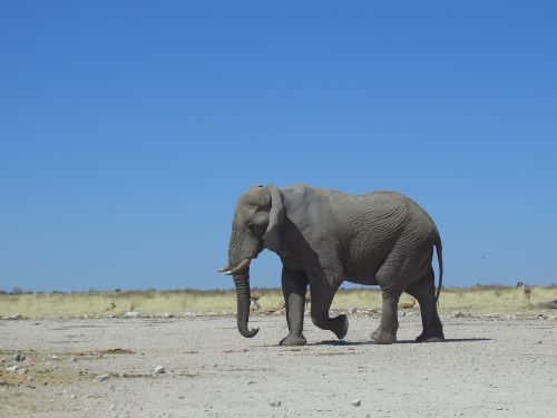 Dramblys, Gamta, Namibija, Dykuma, Afrika, Fauna