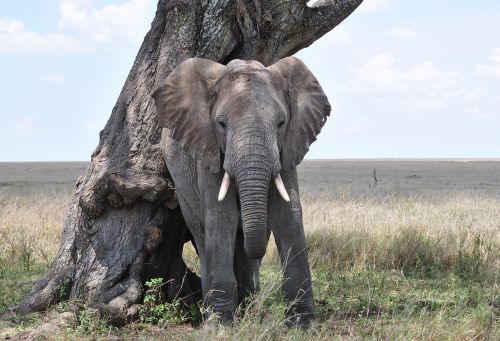 Dramblys, Serengeti, Afrika, Tanzanija, Nacionalinis Parkas, African Bush Dramblys