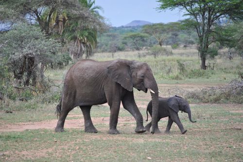 Dramblys, Kūdikis, Tanzanija, Serengeti, Afrika, Gyvūnai, Dykuma, Laukinė Gamta, Dramblys Šeima