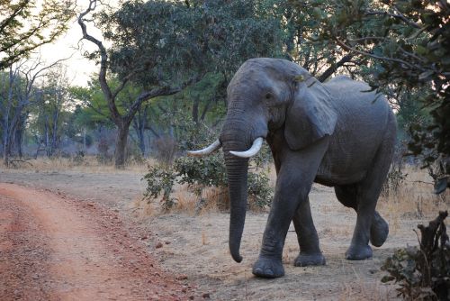 Dramblys, Zambija, South Luangwa, Nacionalinis Parkas, Afrika, Safari, Laukinė Gamta