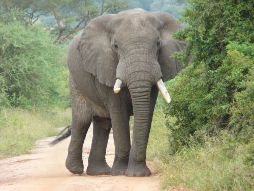 Dramblys, Afrika, Išsaugojimas, Nykstantis, Laukinė Gamta, Safari