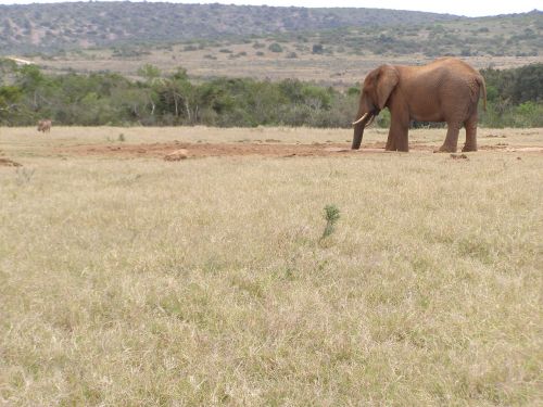 Dramblys, Gerti, Safari, Laistymo Anga, Pietų Afrika
