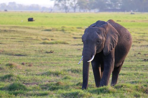 Dramblys, Amboseli, Pieva