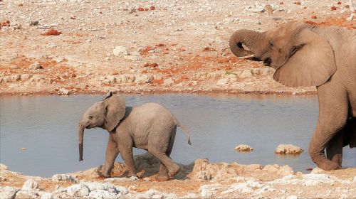 Dramblys, Kūdikis, Namibija