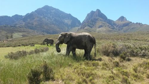 Dramblys, Pietų Afrika, Didžiausias Gyvūnas