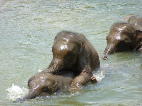 Dramblys, Jauni Drambliai, Šri Lanka
