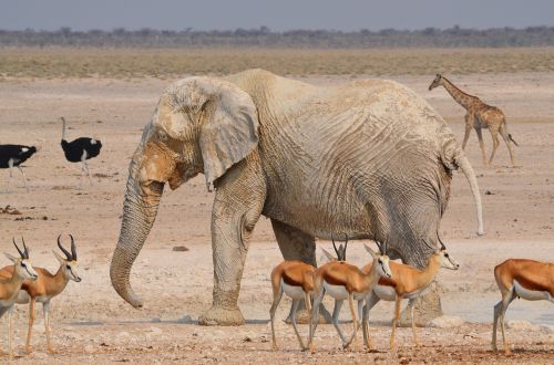 Dramblys, Afrika, Etosha, Nacionalinis Parkas, Namibija, Gyvūnų Pasaulis