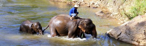 Dramblys, Safari, Pasivaikščiojimas, Chiang Mai, Tailandas