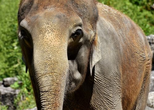 Dramblys, Pachyderm, Gyvūnas, Gyvūnų Portretas, Afrika, Grauhaeuter, Laukinės Gamtos Fotografija, Zoologijos Sodas, Hellabrunn