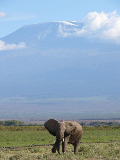 Dramblys, Afrika, Safari, Mount Kilimandžaras, Afrikos, Gyvūnas