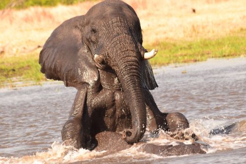 Dramblys, Vanduo, Žaisti, Žaisti, Afrika, Botsvana, Safari