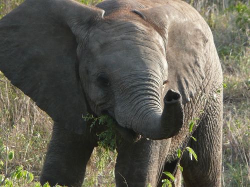 Dramblys, Veršelis, Kūdikis, Pietų Afrika, Kruger, Laukinė Gamta, Londolozi
