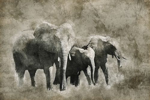 Dramblys, Afrika, Okavango Delta, Gyvūnas, Safari, Žinduolis, Laukinė Gamta, Delta, Nacionalinis, Parkas, Kelionė, Lauke, Turizmas, Savanna, Skaitmeninė Tapyba, Skaitmeninė Manipuliacija