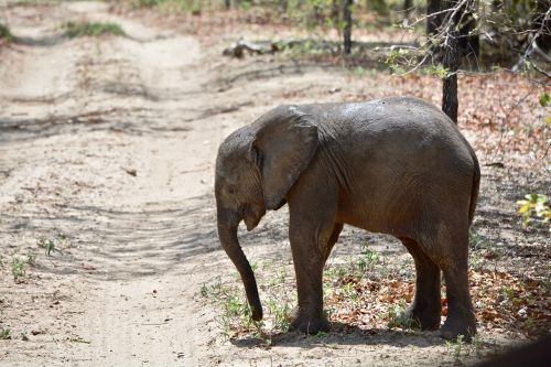 Dramblys, Afrika, Elephantine, Gyvūnai, Safari, Gamtos Parkas