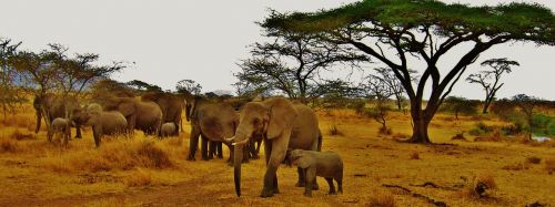 Dramblys, Tanzanija, Afrika, Serengeti, Safari, Gyvūnas, Gamtos Serengetis, Laukinė Gamta, Žinduolis