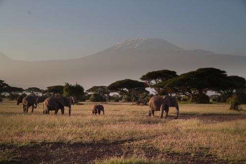Dramblys, Kilimadscharo, Amboseli, African Bush Dramblys, Savana, Afrika, Dykuma, Nacionalinis Parkas, Safari, Gyvūnas, Gamta, Azalijos, Medžiai